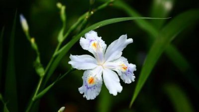 鸢尾花的花语是什么 鸢尾花的寓意和象征