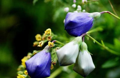 桔梗的花语是什么 桔?；ǖ拇岛驮⒁?/></i><h2>桔梗的花语是什么 桔?；ǖ拇岛驮⒁?/h2><p>一个生活小知识，为大家介绍桔梗的花语是什么和桔?；ǖ拇岛驮⒁獾穆讨不ɑ苤种材谌?，具体介绍如下：相信看过犬夜叉的朋友都知道，桔梗是里面女</p></a></li>
          </ul>
        </div>
      </div>
    </div>
    <div   id=