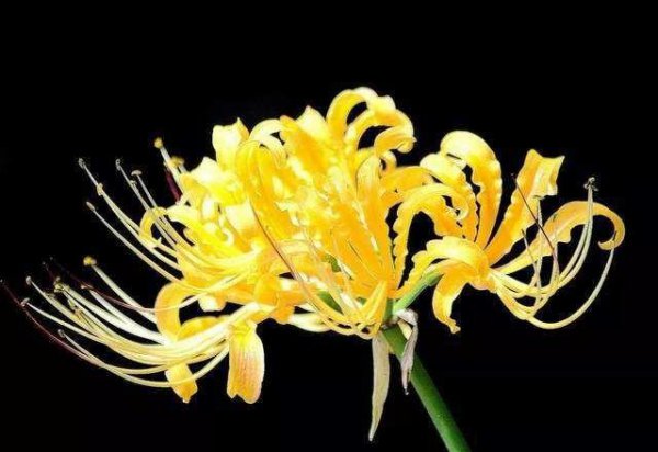 彼岸花的花语是什么
