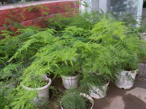 文竹盆栽如何养殖