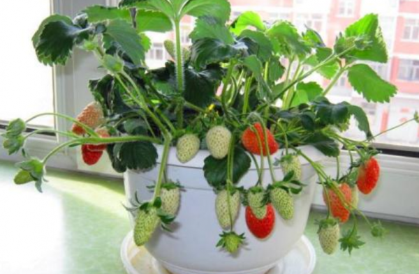 盆栽草莓养殖方法