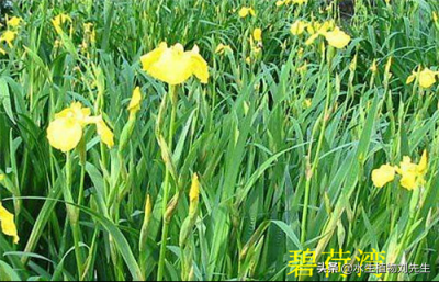 黄菖蒲怎么养 黄菖蒲盆栽的养殖方法