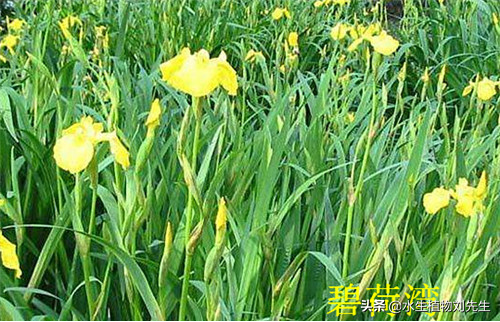 黄菖蒲怎么养