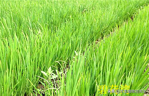 黄菖蒲怎么养