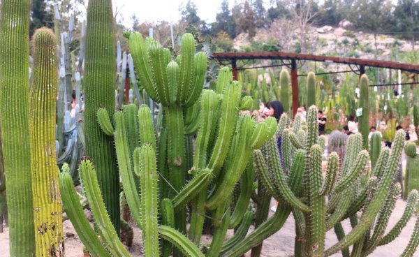 室内盆栽什么植物最好养