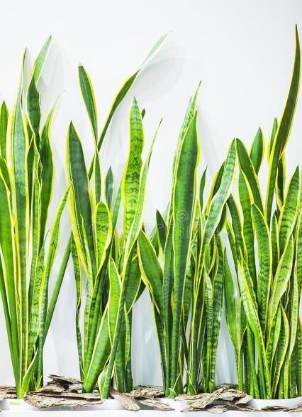 室内盆栽什么植物最好养