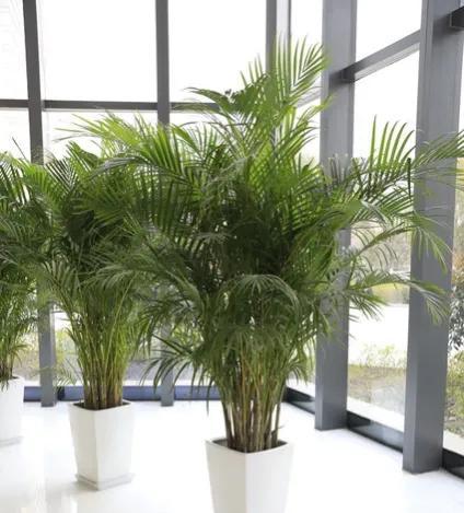 室内盆栽什么植物最好养