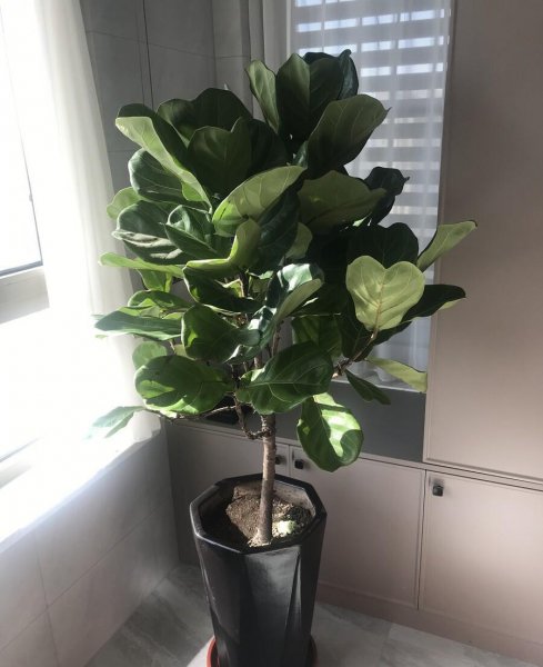 室内盆栽什么植物最好养