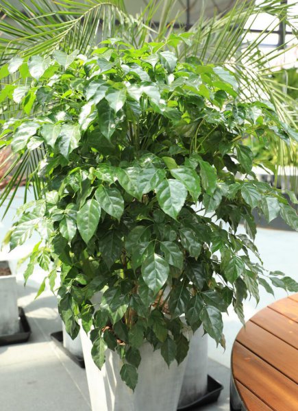 室内盆栽什么植物最好养