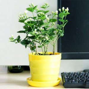 怎么养好茉莉花盆栽 教你正确养护茉莉花