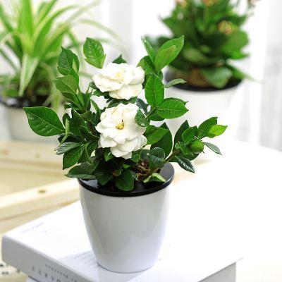 怎么养好茉莉花盆栽
