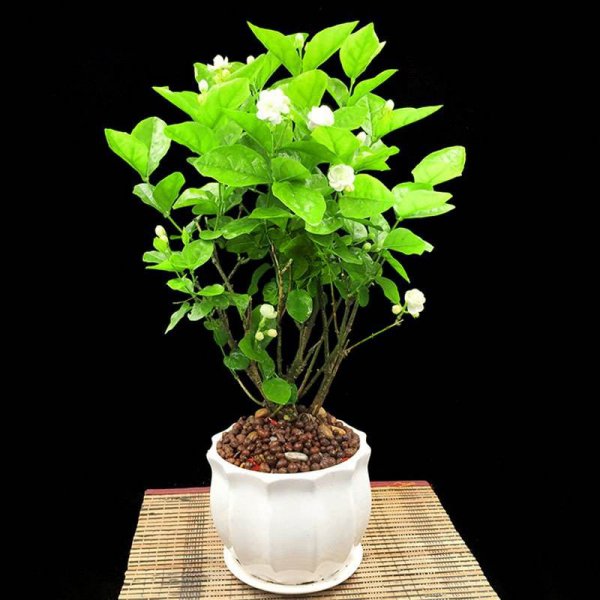 怎么养好茉莉花盆栽