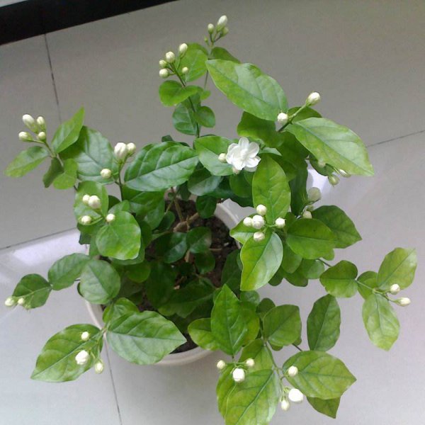 怎么养好茉莉花盆栽