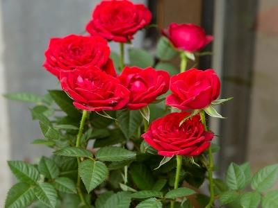 玫瑰花怎么养才能养好