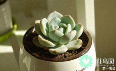 多肉植物怎么养胖 详解多肉养护小窍门