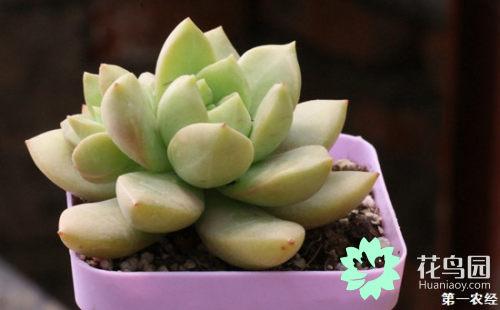 多肉植物怎么养胖
