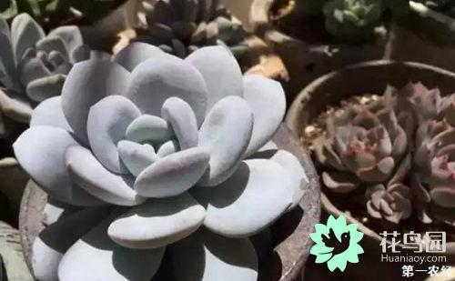 多肉植物怎么养胖