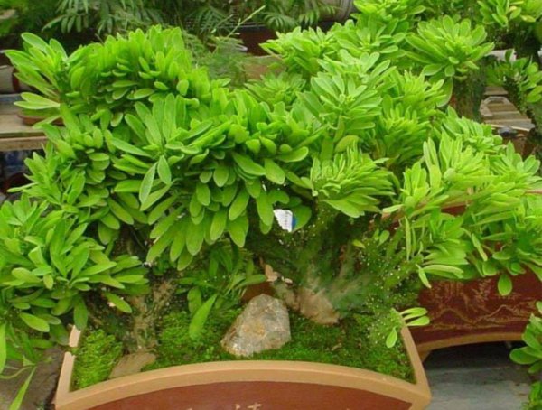 麒麟盆栽怎么养殖