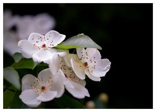 木香花盆栽怎么养