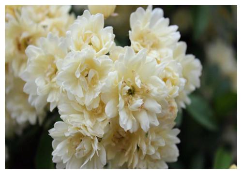 木香花盆栽怎么养