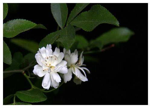 木香花盆栽怎么养