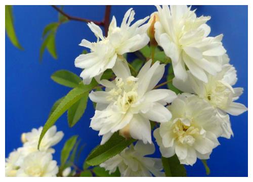 木香花盆栽怎么养