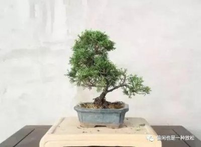 龙柏盆景怎么养护 龙柏的养殖方法和注意事项