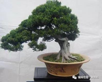 龙柏盆景怎么养护