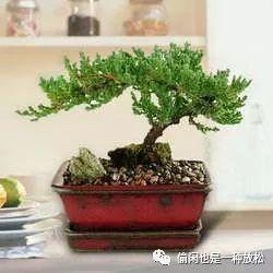 龙柏盆景怎么养护