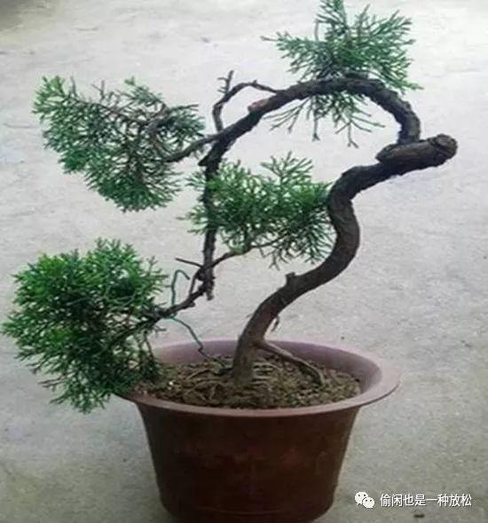龙柏盆景怎么养护