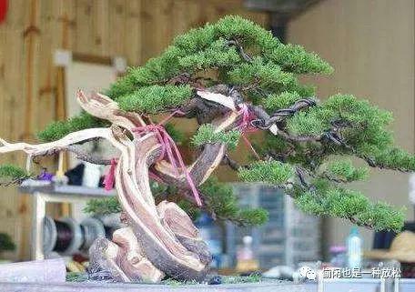 龙柏盆景怎么养护