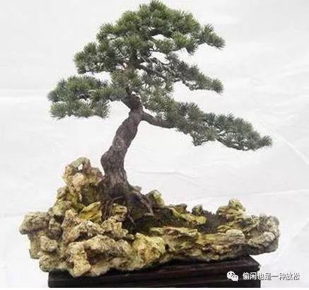 龙柏盆景怎么养护
