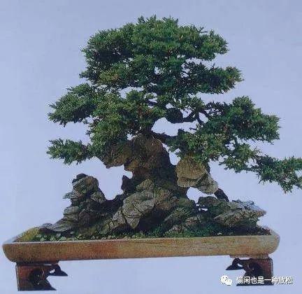 龙柏盆景怎么养护