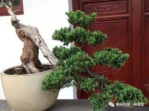 龙柏盆景怎么养护