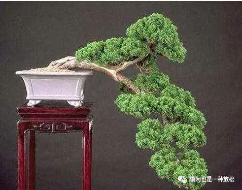 龙柏盆景怎么养护