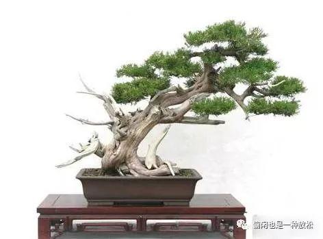 龙柏盆景怎么养护