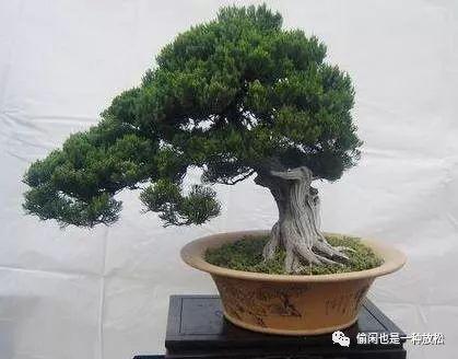 龙柏盆景怎么养护