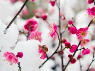 腊梅盆景怎么养