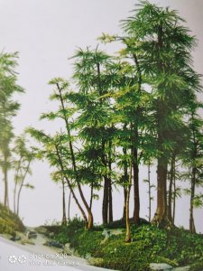 华山松盆景怎么养护 山松盆景的养护与管理方法