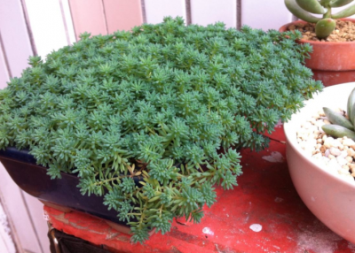 薄雪万年草怎样爆盆 薄雪万年草养护知识