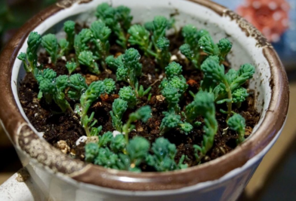 薄雪万年草怎样爆盆