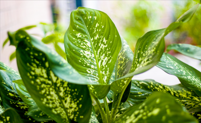 办公室植物有哪些品种 适合办公室的10大植物