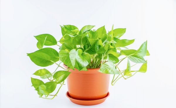 办公室植物有哪些品种