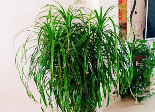 办公室植物有哪些品种