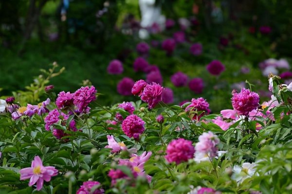 宿根花卉的品种都有哪些