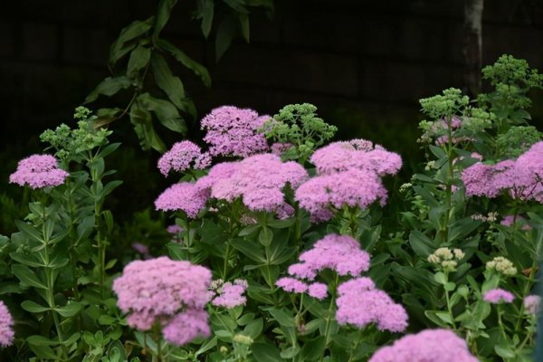 宿根花卉的品种都有哪些