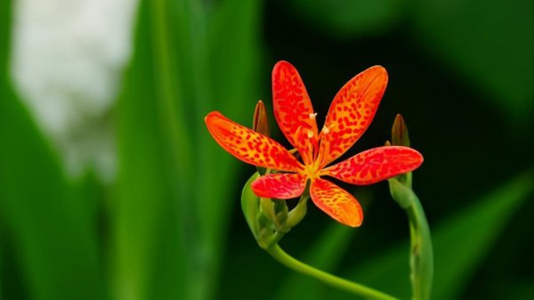 宿根花卉的品种都有哪些