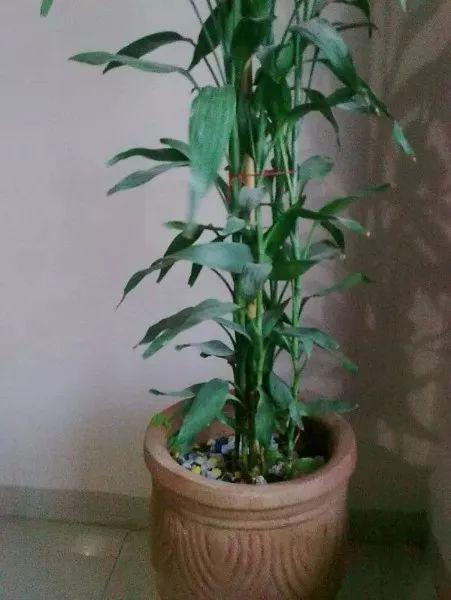 富贵竹在家怎么养