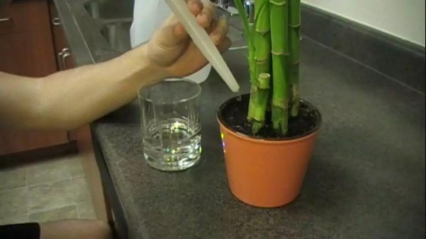 富贵竹在家怎么养