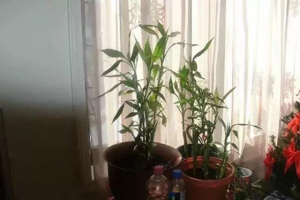 富贵竹在家怎么养